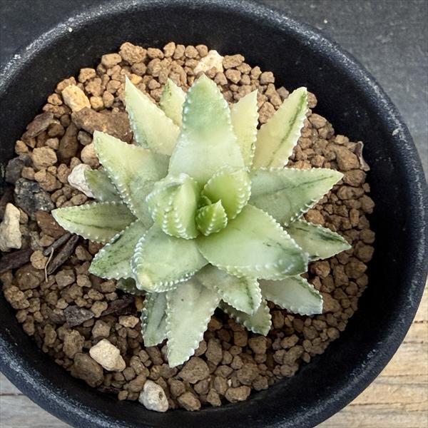 多肉植物：ハオルチア 九輪塔錦*幅4cm 現品！一品限り : 遊恵盆栽