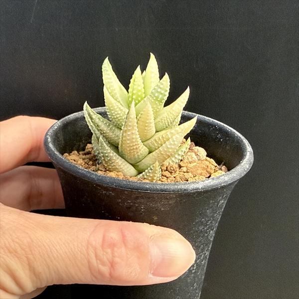 多肉植物：ハオルチア 九輪塔錦*幅4cm 現品！一品限り : 遊恵盆栽