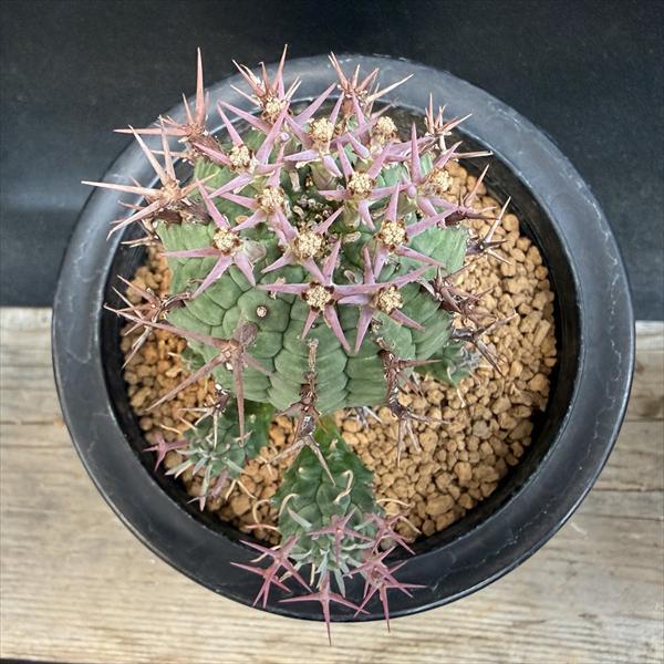☆特価☆多肉植物：ユーフォルビア ステリスピナ 群星冠*幅7cm 現品