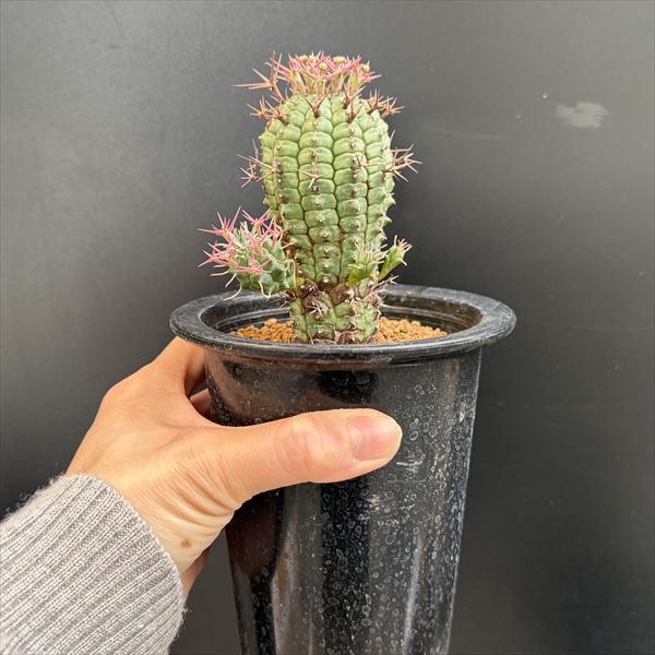 ☆特価☆多肉植物：ユーフォルビア ステリスピナ 群星冠*幅7cm 現品