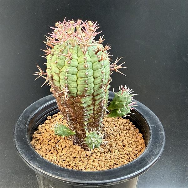 ☆特価☆多肉植物：ユーフォルビア ステリスピナ 群星冠*幅7cm 現品