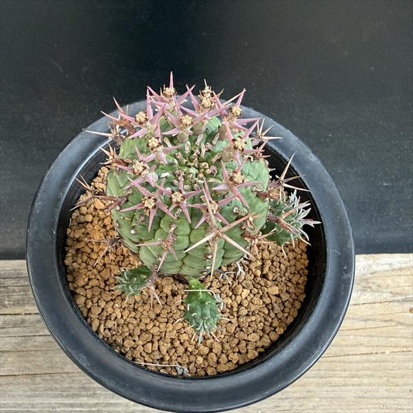 ☆特価☆多肉植物：ユーフォルビア ステリスピナ 群星冠*幅7cm 現品