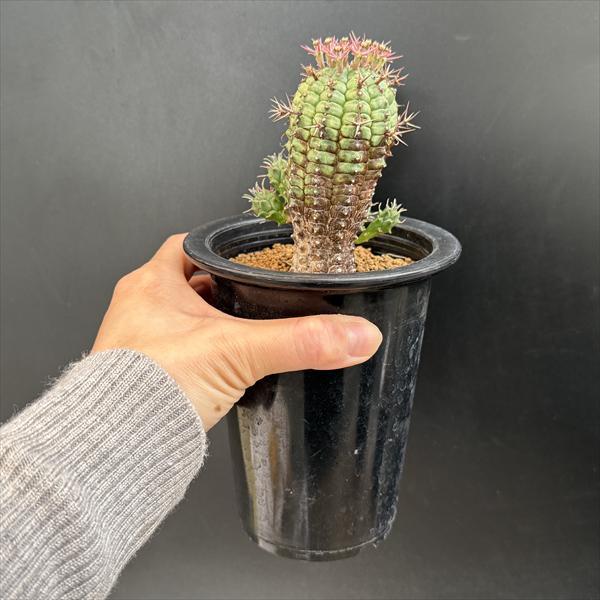 ☆特価☆多肉植物：ユーフォルビア ステリスピナ 群星冠*幅7cm 現品