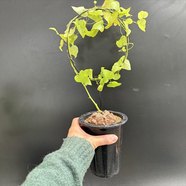 ☆特価☆コーデックス：アフリカ亀甲竜*塊根幅6cm 現品！一品限り