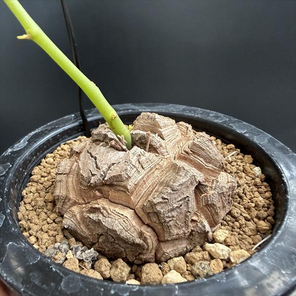 ☆特価☆コーデックス：アフリカ亀甲竜*塊根幅6cm 現品！一品限り
