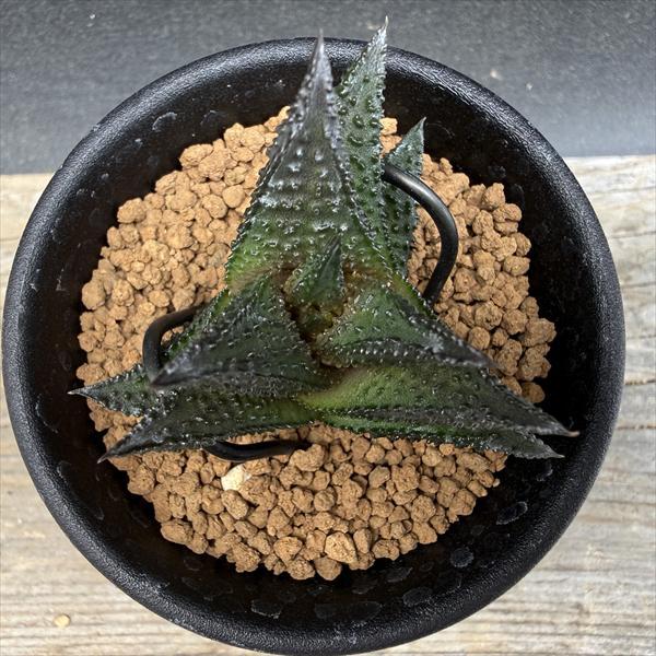 多肉植物：ハオルチア ワイドニグラ*幅4.5cm 現品！一品限り : 遊恵
