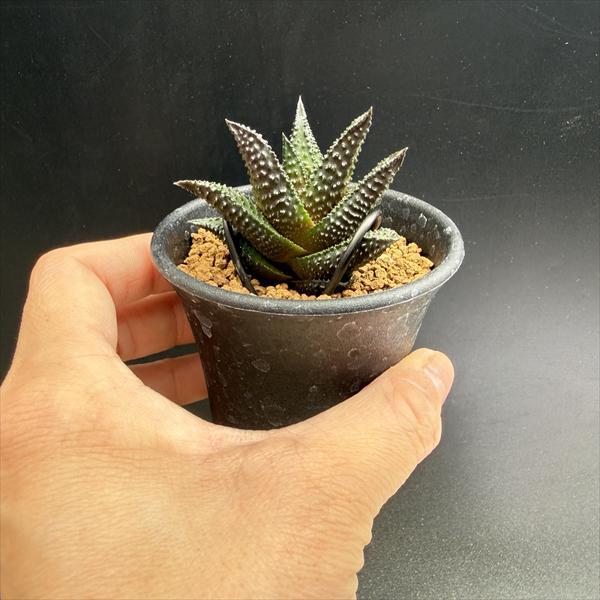多肉植物：ハオルチア ワイドニグラ*幅4.5cm 現品！一品限り : 遊恵
