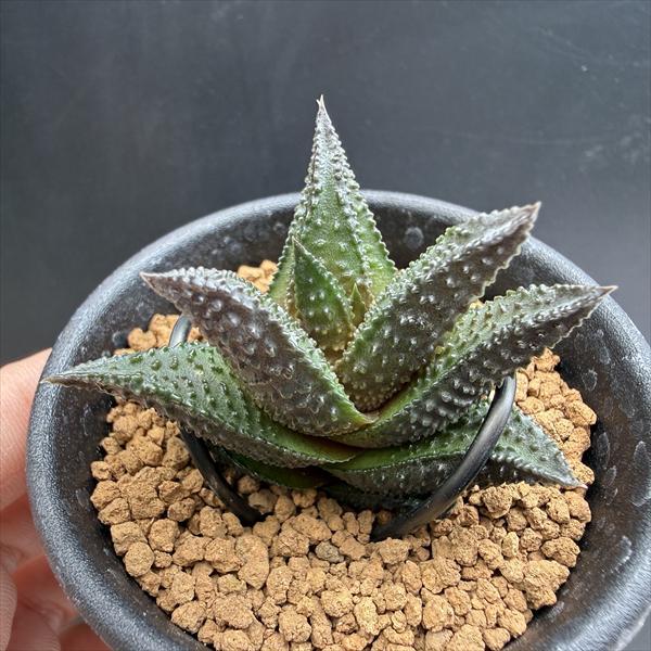 多肉植物：ハオルチア ワイドニグラ*幅4.5cm 現品！一品限り : 遊恵