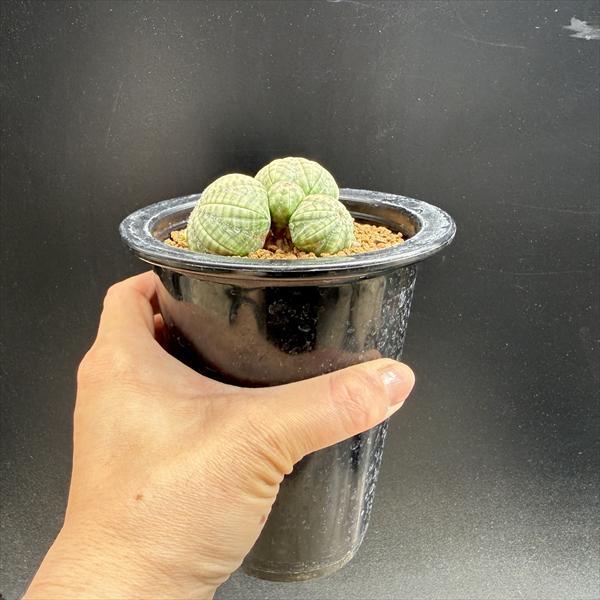 コーデックス：ユーフォルビア オベサ 群生*幅6.5cm 現品！一品限り