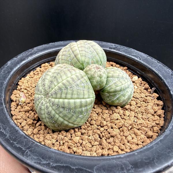 コーデックス：ユーフォルビア オベサ 群生*幅6.5cm 現品！一品限り