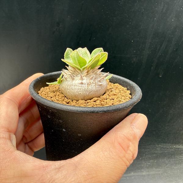 パキポディウム　恵比寿笑い　塊根植物 コーデックス コーデックス：パキポディウム 恵比寿笑い 実生*M 塊根幅3cm : 遊恵