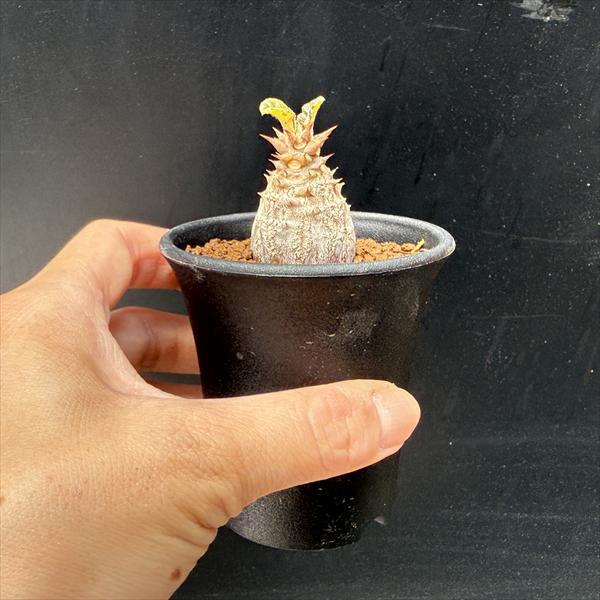 コーデックス：パキポディウム ウィンゾリー 国内実生*幅3cm : 遊恵