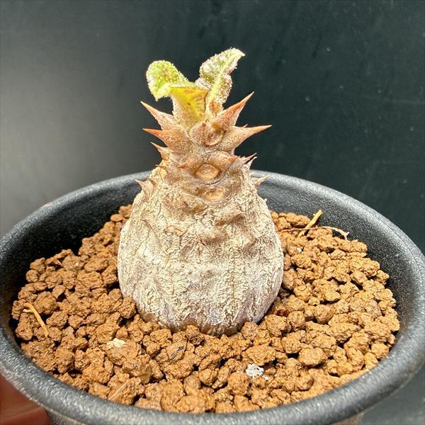 コーデックス：パキポディウム ウィンゾリー 国内実生*幅3cm : 遊恵