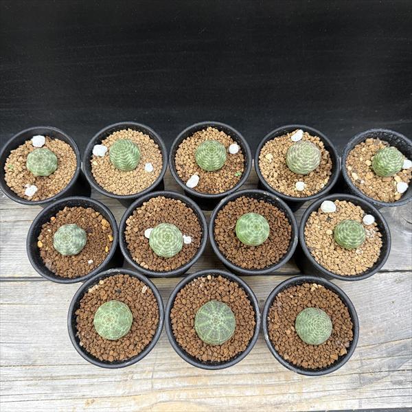 ☆特価☆多肉植物：ユーフォルビア オベサ 12個セット*幅2.5cm