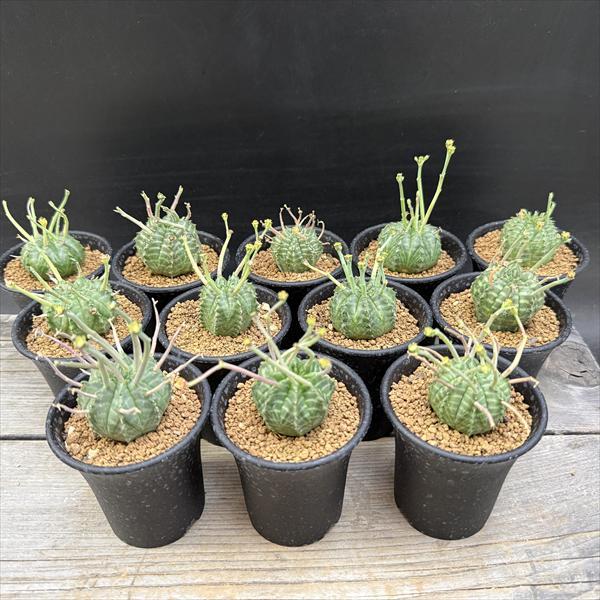 ユーフォルビア　バリダ　5株セット　実生 ☆特価☆多肉植物：ユーフォルビア バリダ 12個セット*幅2.5cm