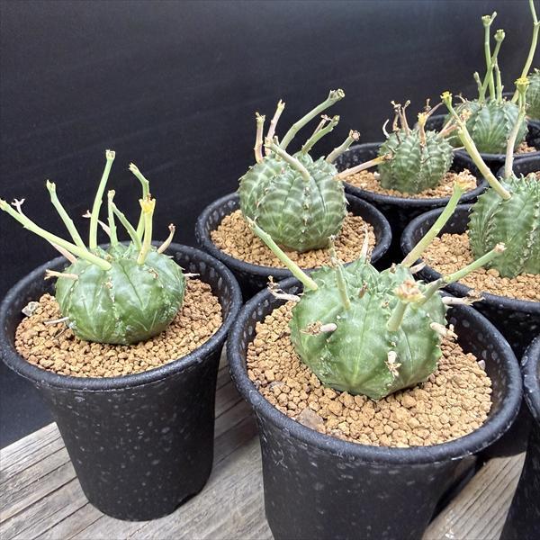 ☆特価☆多肉植物：ユーフォルビア バリダ 12個セット*幅2.5cm