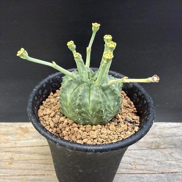☆特価☆多肉植物：ユーフォルビア バリダ 12個セット*幅2.5cm