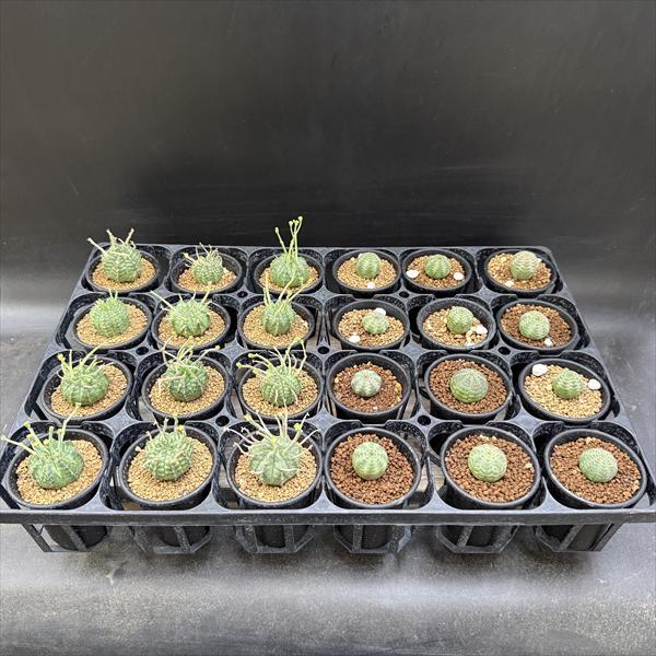 ☆特価☆多肉植物：ユーフォルビア バリダ 12個＋オベサ12個 合計24個