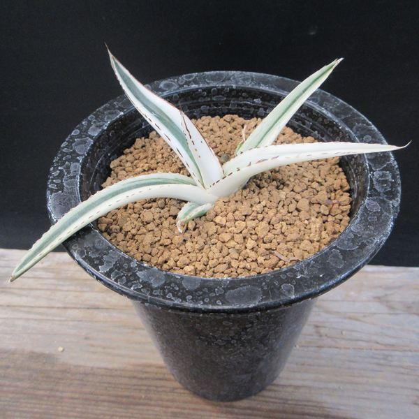 多肉植物：アガベ 氷山*幅12cm 現品！一品限り : 遊恵盆栽 Yahoo!店
