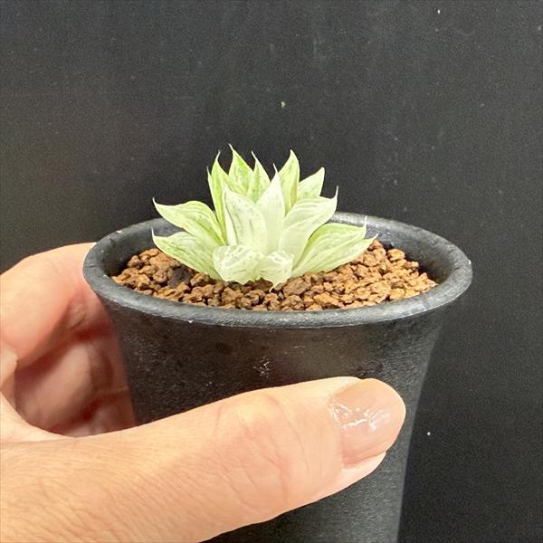 多肉植物：ハオルチア 氷砂糖*幅3.5cm : 遊恵盆栽 Yahoo!店 - 通販
