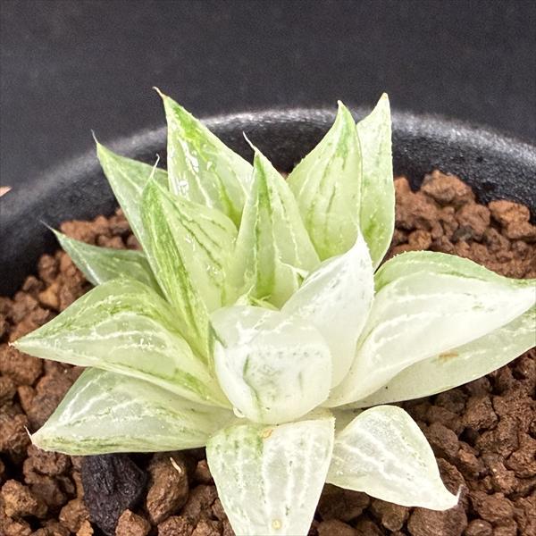 多肉植物：ハオルチア 氷砂糖*幅3.5cm : 遊恵盆栽 Yahoo!店 - 通販