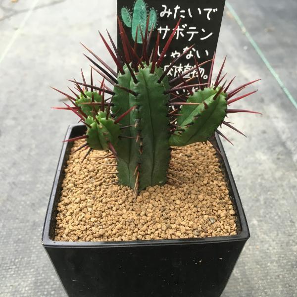 多肉植物：ユーフォルビア 紅彩閣*幅4cm : 遊恵盆栽 Yahoo!店 - 通販