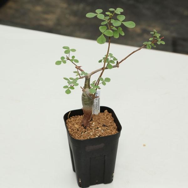 コーデックス：コミフォラsp*幅21cm 現品 一品限り : 遊恵盆栽 Yahoo