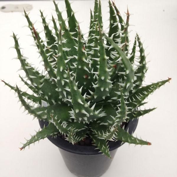 多肉植物：アロエ エリナケア×白磁盃*15cm 現品 一品限り : 遊恵盆栽