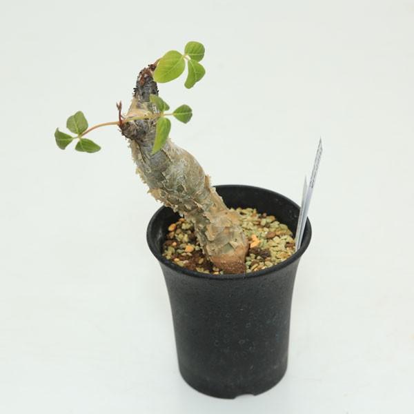 コーデックス：コミフォラ グイドッティ*幅3cm 現品 一品限り : 遊恵