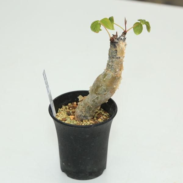 コーデックス：コミフォラ グイドッティ*幅3cm 現品 一品限り : 遊恵