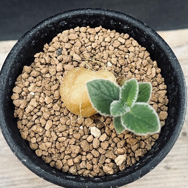 コーデックス：シンニンギア 上海の女王*塊根幅2cm : 遊恵盆栽 Yahoo