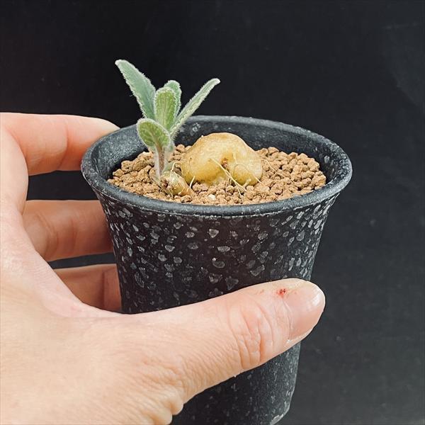 コーデックス：シンニンギア 上海の女王*塊根幅2cm : 遊恵盆栽 Yahoo