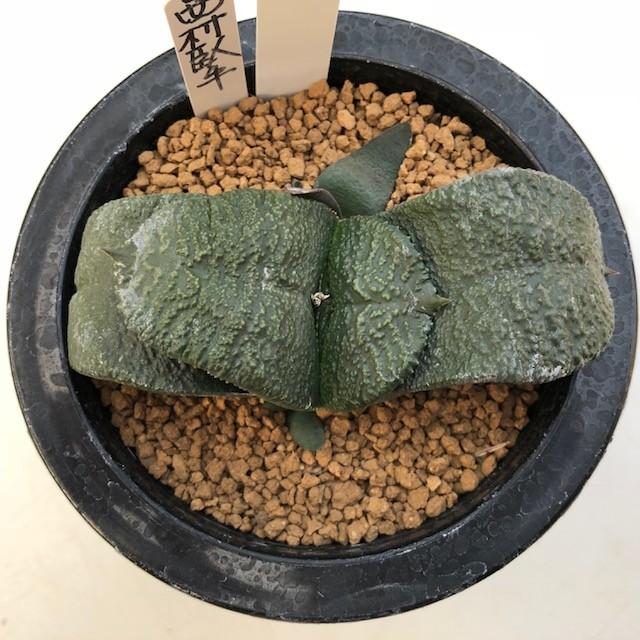 多肉植物：ガステリア 西村臥牛*幅9.5cm 現品 一品限り : 遊恵盆栽