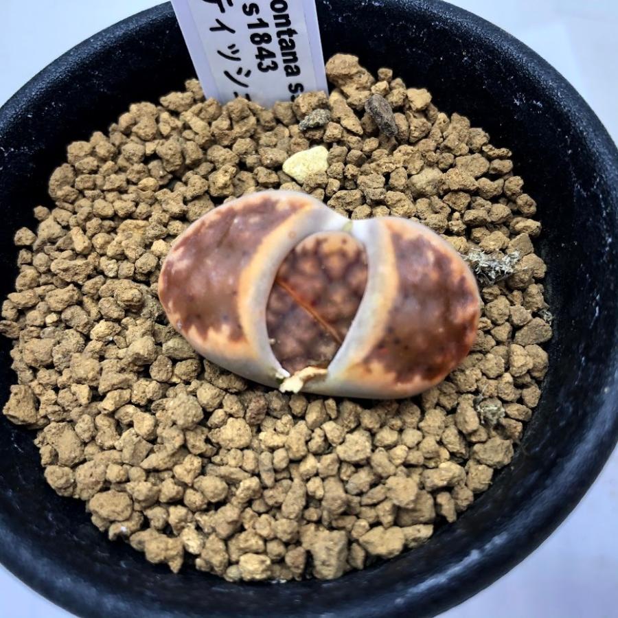多肉植物：リトープス カラスモンタナ ティッシェリー*幅3cm : 遊恵