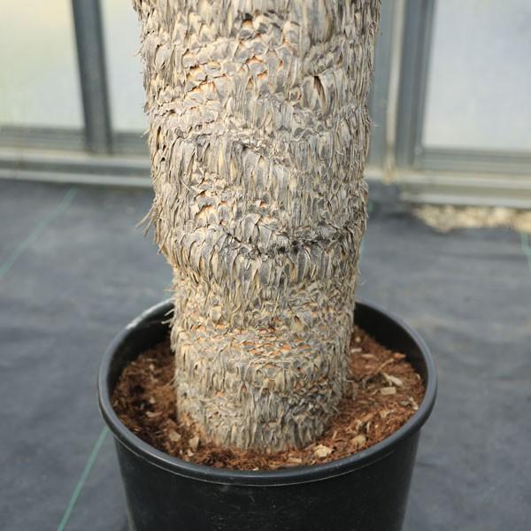 ユッカ ロストラータ幹太　多肉植物 ユッカ ロストラータ幹太 多肉植物