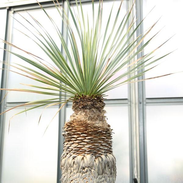 多肉植物：ユッカ・ロストラータ*幹幅15cm 現品 一品限り ((発根済