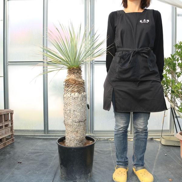 多肉植物：ユッカ・ロストラータ*幹幅15cm 現品 一品限り ((発根済