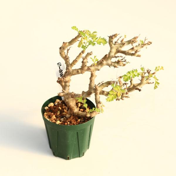 ペラルゴニウムアルテルナンス　塊根植物　コーデックス 大株 塊根植物：ペラルゴニウム アルテルナンス*幅14cm 現品 一品限り