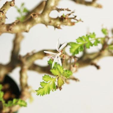塊根植物：ペラルゴニウム アルテルナンス*幅14cm 現品 一品限り