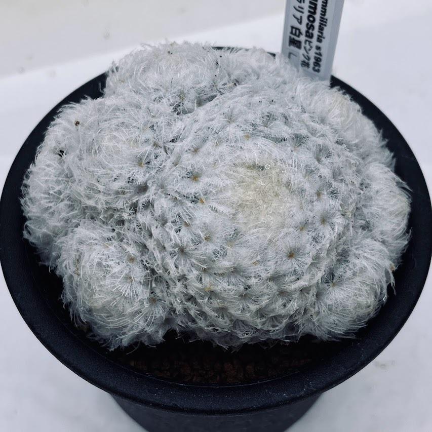 サボテン マミラリア 白星 L 幅10ｃｍ S1963 遊恵盆栽 Yahoo 店 通販 Yahoo ショッピング