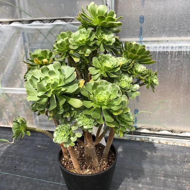 多肉植物：アエオニウム 黒法師・サンシモン・カナリエンス 7寸