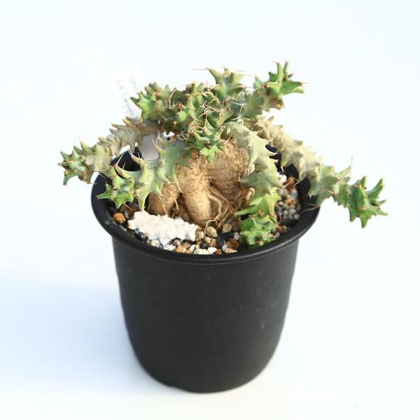 多肉植物：ユーフォルビア グロエネワルディ*幅14cm 現品 一品限り