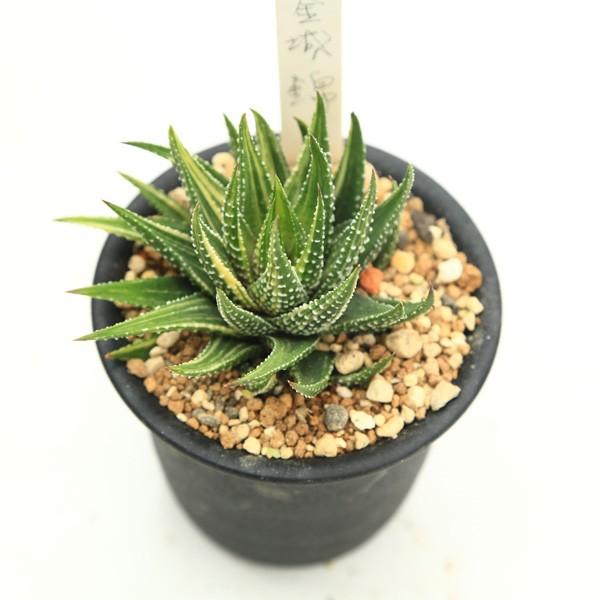 多肉植物：ハオルチア 金城錦*8cm 現品 一品限り : 遊恵盆栽