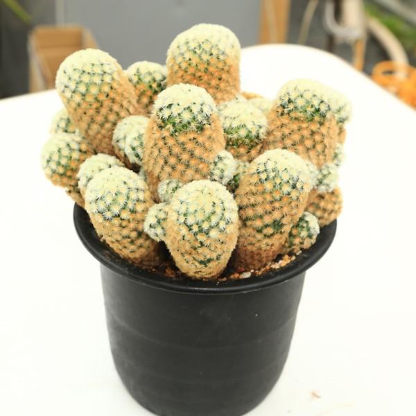 サボテン：仏頭カルメナエ*24cm 現品 一品限り : 遊恵盆栽 Yahoo!店