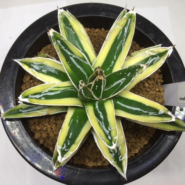 多肉植物：アガベ 輝山（きざん）*幅11cm現品 一品限り : 遊恵盆栽