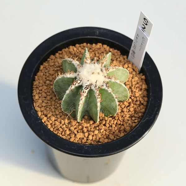 サボテン：アズテキウム ヒントニー カキコ*6cm 現品 一品限り : 遊恵