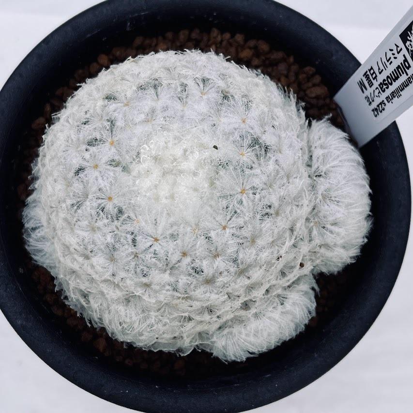 激レア マミラリア 白星 サボテン 大型 サボテン：マミラリア 白星 ピンク花*M 幅8cm : 遊恵盆栽 Yahoo!店