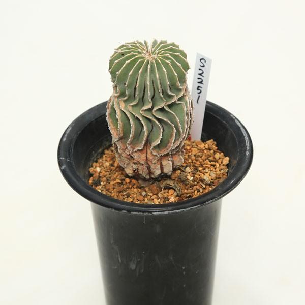 ゲオヒントニア　メキシカーナ　サボテン サボテン：ゲオヒントニア メキシカーナ*5.5cm 現品 一品限り : 遊恵