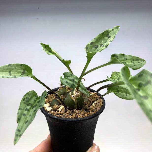 球根植物：ドリミオプシス マクラータ 大*葉幅14cm : 遊恵盆栽 Yahoo