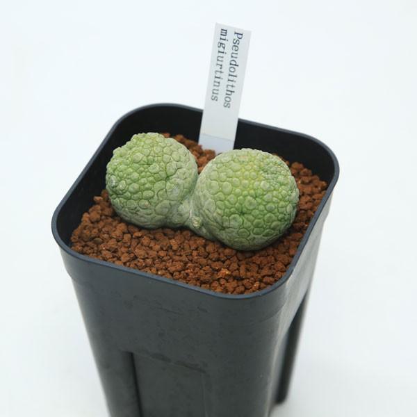 多肉植物：プセウドリトス・ミギウルティヌス 双頭タイプ*幅5〜6cm